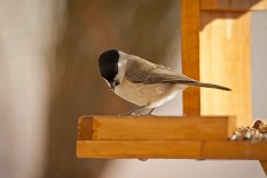 Sumpfmeise, Poecile palustris (6)