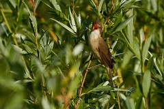 Sumpfrohrsänger, Acrocephalus palustris (1)