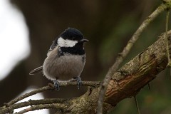 Tannenmeise, Periparus ater (1)
