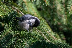 Tannenmeise, Periparus ater (2)