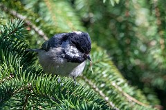 Tannenmeise, Periparus ater (3)