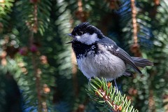 Tannenmeise, Periparus ater (4)