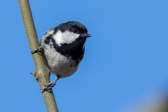 Tannenmeise, Periparus ater (5)