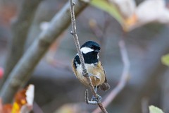 Tannenmeise, Periparus ater cypriotes (1)
