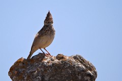 Theklalerche, Galerida theklae (1)