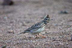 Theklalerche, Galerida theklae (2)