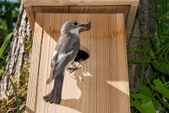 Trauerschnäpper, Ficedula hypoleuca (1)