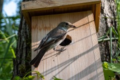 Trauerschnäpper, Ficedula hypoleuca (2)