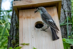 Trauerschnäpper, Ficedula hypoleuca (3)