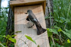 Trauerschnäpper, Ficedula hypoleuca (4)