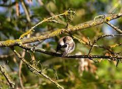 Trauerschnäpper, Ficedula hypoleuca (5)