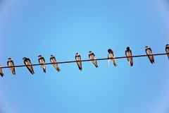 Uferschwalbe, Riparia riparia (1)