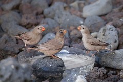 Wüstengimpel, Bucanetes githagineus (1)