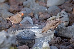 Wüstengimpel, Bucanetes githagineus (2)