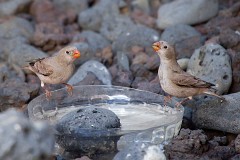 Wüstengimpel, Bucanetes githagineus (3)