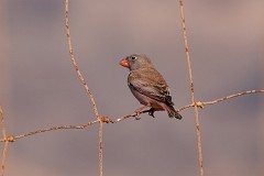 Wüstengimpel, Bucanetes githagineus (4)