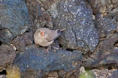 Wüstengimpel, Bucanetes githagineus (5)