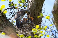 Wacholderdrossel, Turdus pillaris (1)