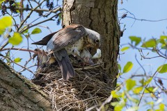 Wacholderdrossel, Turdus pillaris (2)