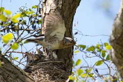 Wacholderdrossel, Turdus pillaris (3)
