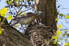 Wacholderdrossel, Turdus pillaris (4)