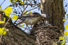 Wacholderdrossel, Turdus pillaris (5)