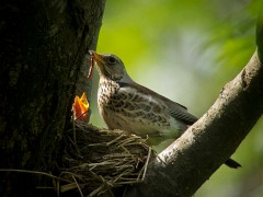 Wacholderdrossel, Turdus pillaris (7)