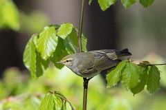 Waldlaubsänger, Phylloscopus sibilatrix (1)