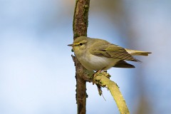 Waldlaubsänger, Phylloscopus sibilatrix (2)