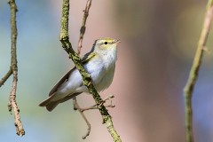 Waldlaubsänger, Phylloscopus sibilatrix (3)