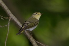 Waldlaubsänger, Phylloscopus sibilatrix (4)
