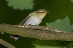 Waldlaubsänger, Phylloscopus sibilatrix (5)