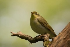 Waldlaubsänger, Phylloscopus sibilatrix (6)
