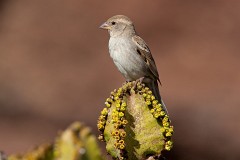 Weidensperling, Passer hispaniolensis (1)
