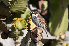 Weidensperling, Passer hispaniolensis (2)