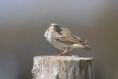 Wiesenpieper, Anthus pratensis (1)