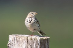 Wiesenpieper, Anthus pratensis (2)