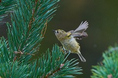 Wintergoldhähnchen, Regulus regulus (1)
