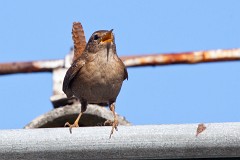 Zaunkönig, Troglodytes troglodytes (1)