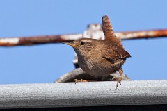 Zaunkönig, Troglodytes troglodytes (2)