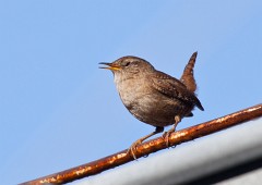 Zaunkönig, Troglodytes troglodytes (3)