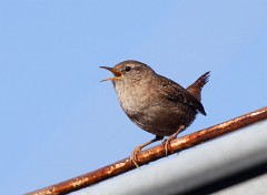 Zaunkönig, Troglodytes troglodytes (4)