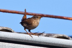 Zaunkönig, Troglodytes troglodytes (5)