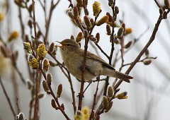Zilp zalp, Phylloscopus collybita (1)