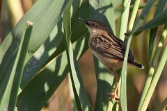 Zistensänger, Cisticola juncidis (1)