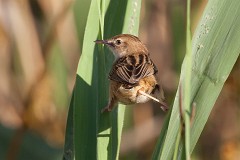 Zistensänger, Cisticola juncidis (2)