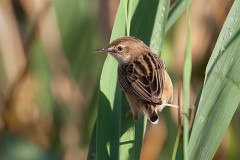 Zistensänger, Cisticola juncidis (3)