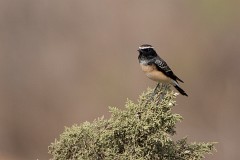 Zypernsteinschmätzer, Oenanthe cypriaca (1)