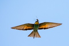 Bienenfresser, Merops apiaster (1)