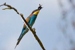 Bienenfresser, Merops apiaster (10)